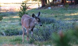 496 Deer at Evolution Valley